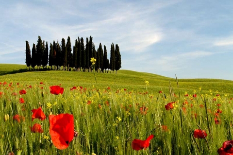 Strada dei cipressi, Val d’Orcia, Toscana